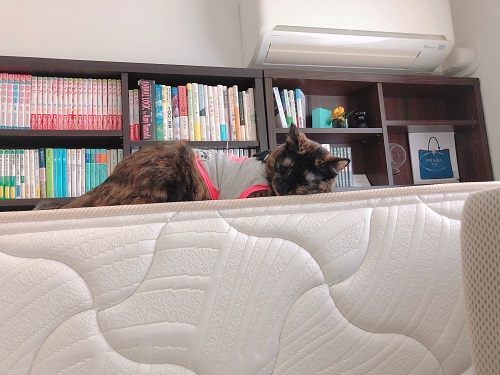 f:id:choco116choco:20210602072920j:plain