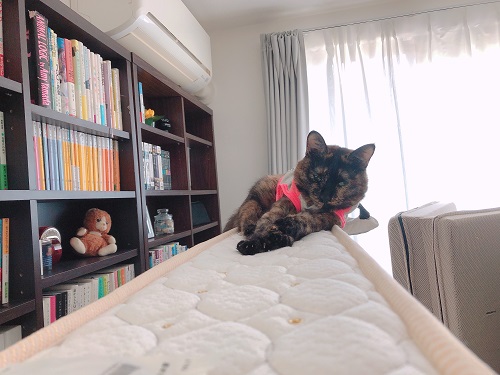 f:id:choco116choco:20210602073003j:plain