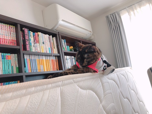 f:id:choco116choco:20210602073049j:plain