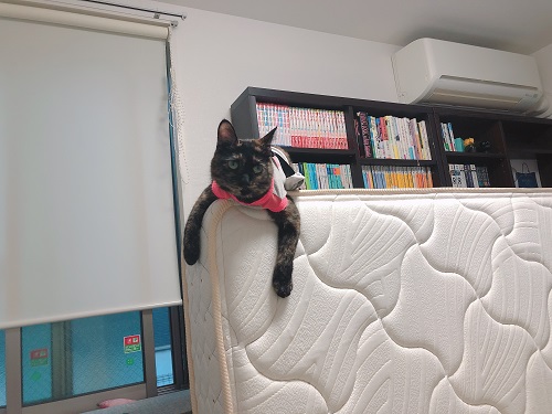 f:id:choco116choco:20210602073450j:plain