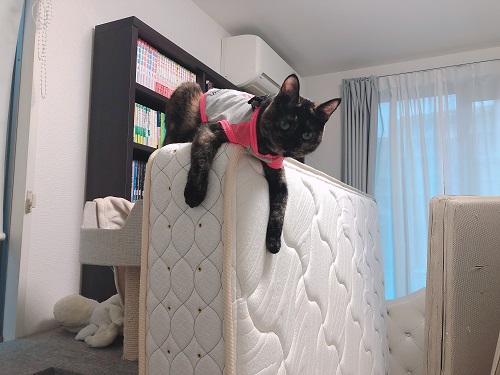 f:id:choco116choco:20210602073544j:plain