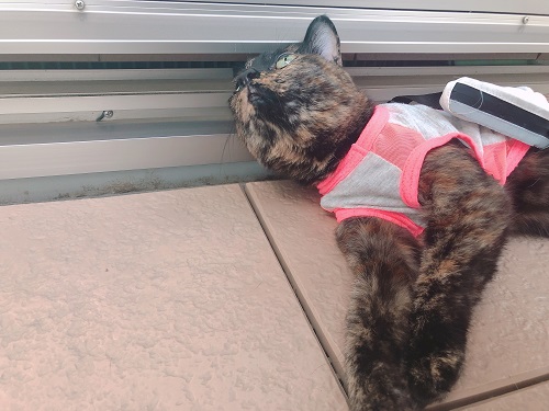 f:id:choco116choco:20210602073752j:plain