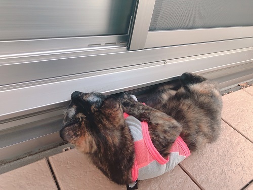 f:id:choco116choco:20210602073804j:plain