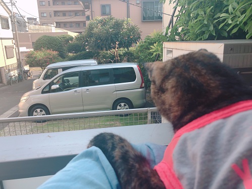 f:id:choco116choco:20210602074108j:plain