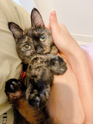 f:id:choco116choco:20210602074552j:plain