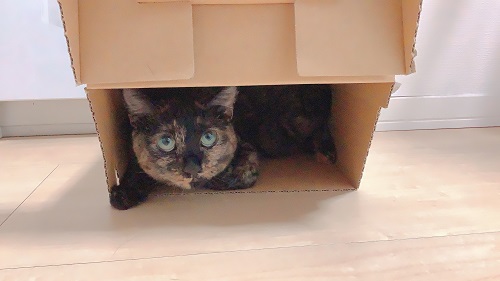 f:id:choco116choco:20210604074403j:plain