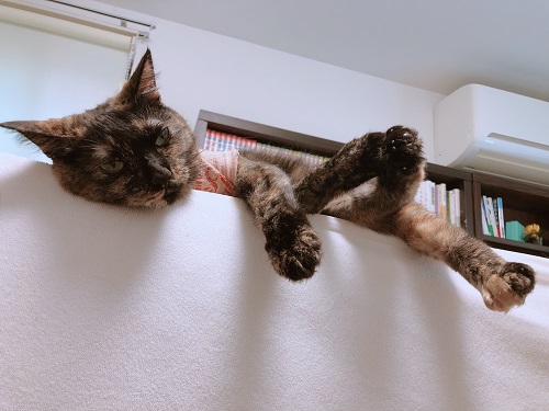 f:id:choco116choco:20210609071507j:plain