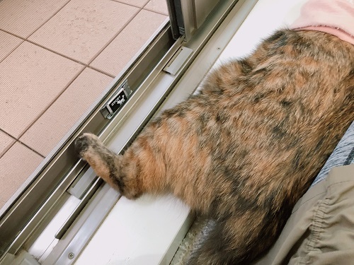 f:id:choco116choco:20210609072206j:plain