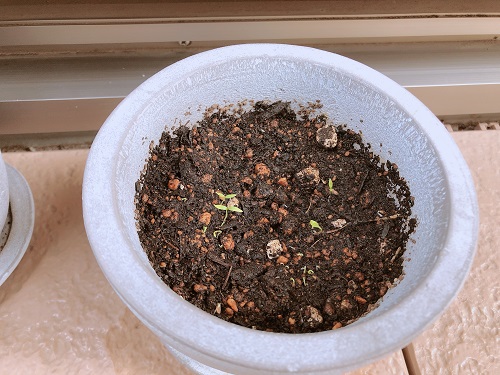 f:id:choco116choco:20210609072606j:plain