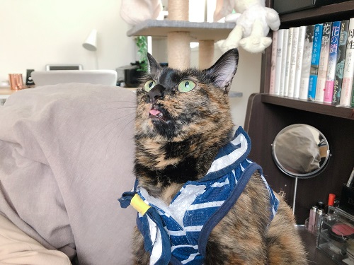 f:id:choco116choco:20210621073428j:plain