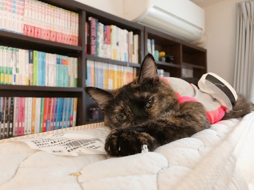 f:id:choco116choco:20210623074209j:plain