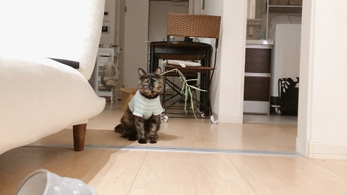 f:id:choco116choco:20210625072358j:plain