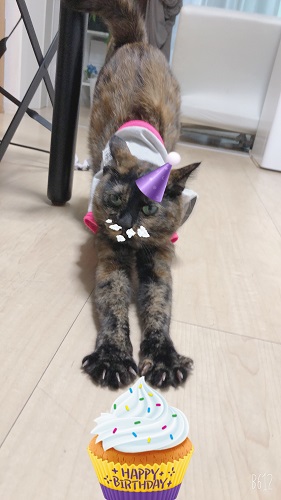 f:id:choco116choco:20210625073519j:plain