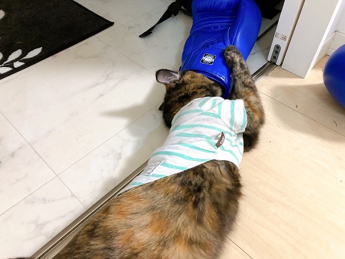 f:id:choco116choco:20210625073848j:plain