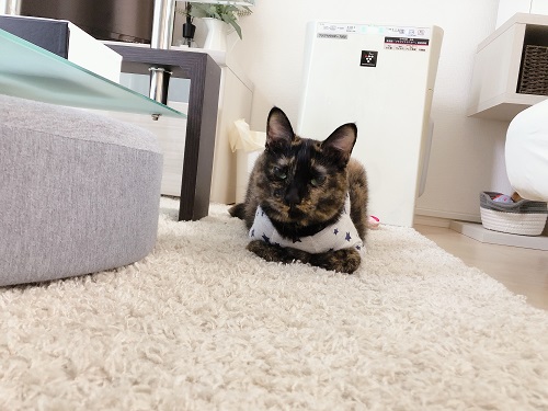 f:id:choco116choco:20210702074225j:plain