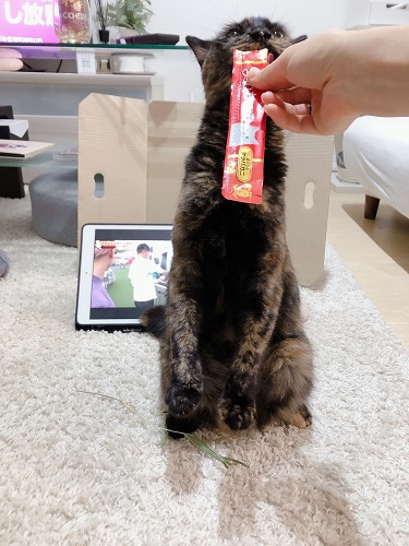 f:id:choco116choco:20210702075915j:plain
