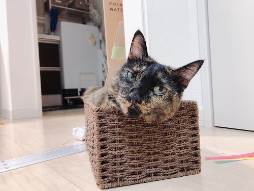 f:id:choco116choco:20210709075206j:plain