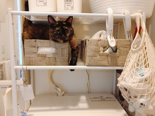 f:id:choco116choco:20210712071319j:plain