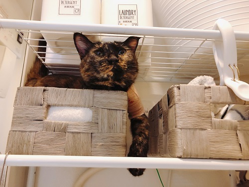 f:id:choco116choco:20210712071357j:plain