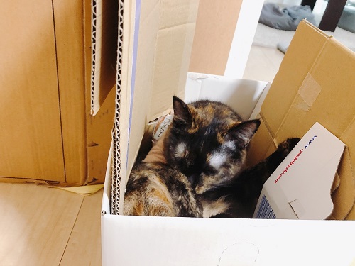 f:id:choco116choco:20210712071603j:plain