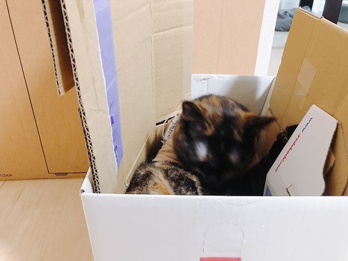 f:id:choco116choco:20210712071650j:plain