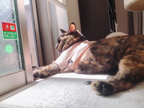 f:id:choco116choco:20210712071812j:plain