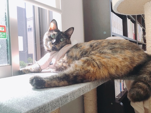 f:id:choco116choco:20210712071843j:plain