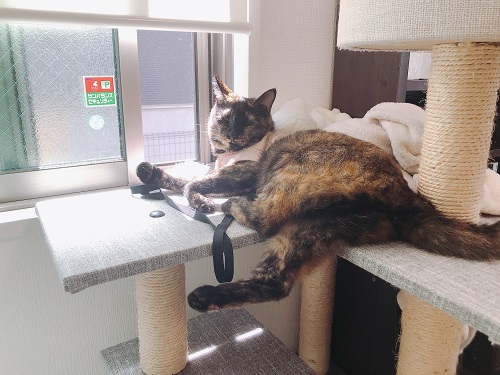 f:id:choco116choco:20210712071902j:plain