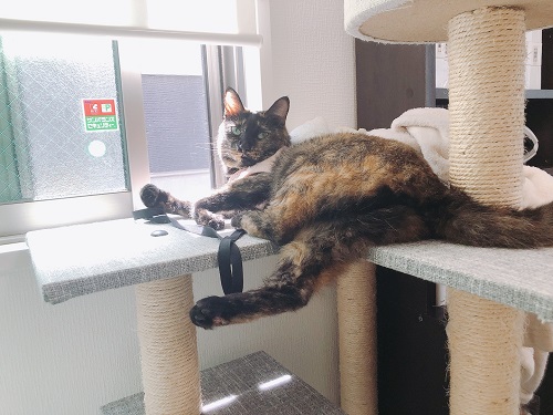 f:id:choco116choco:20210712071950j:plain