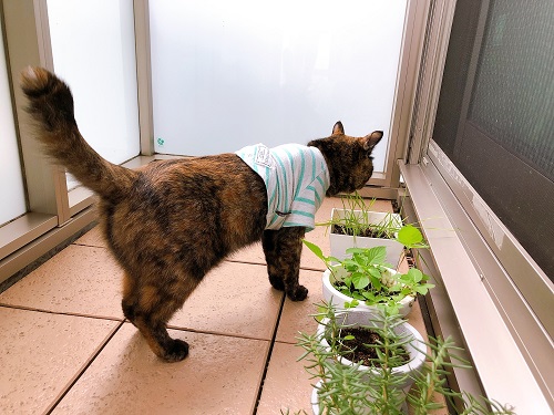 f:id:choco116choco:20210712072220j:plain