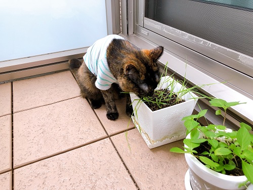 f:id:choco116choco:20210712072303j:plain