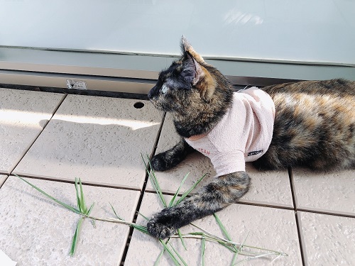 f:id:choco116choco:20210712072334j:plain