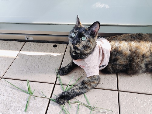 f:id:choco116choco:20210712072357j:plain