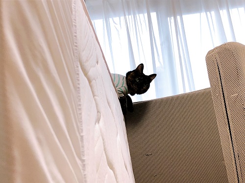 f:id:choco116choco:20210714071850j:plain