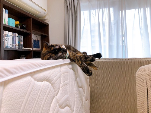 f:id:choco116choco:20210714072130j:plain