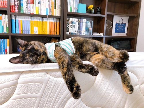 f:id:choco116choco:20210714072257j:plain