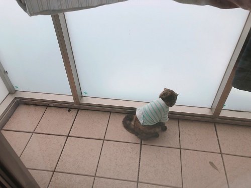 f:id:choco116choco:20210714073301j:plain