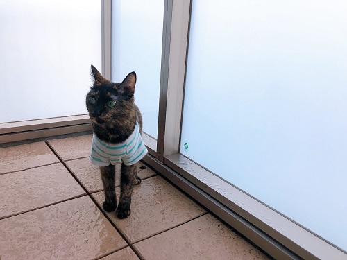 f:id:choco116choco:20210714073613j:plain