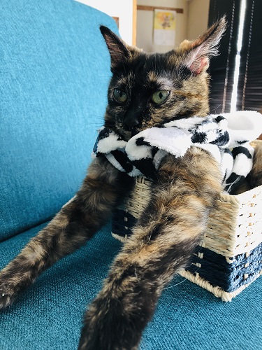 f:id:choco116choco:20210714074428j:plain