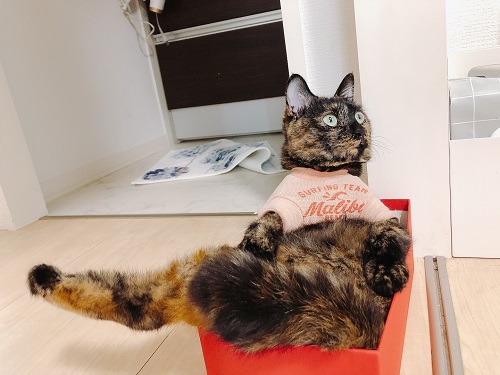 f:id:choco116choco:20210726072827j:plain