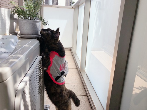 f:id:choco116choco:20210802065205j:plain