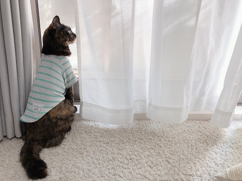 f:id:choco116choco:20210802072313j:plain