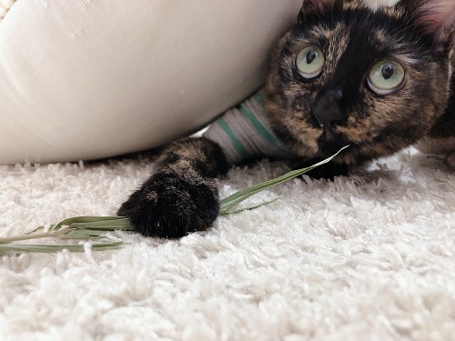 f:id:choco116choco:20210802072329j:plain