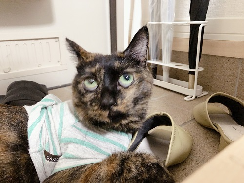 f:id:choco116choco:20210802074710j:plain