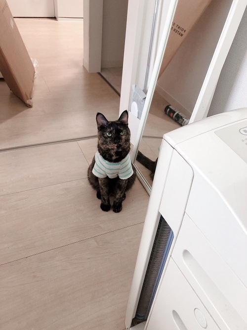 f:id:choco116choco:20210806072959j:plain