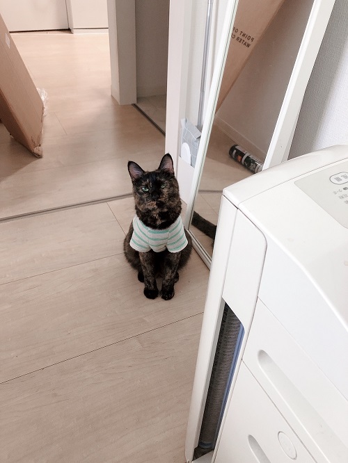 f:id:choco116choco:20210806073010j:plain