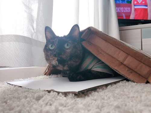 f:id:choco116choco:20210806073820j:plain