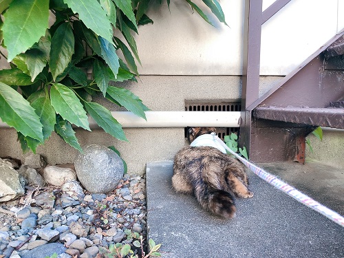 f:id:choco116choco:20210806074116j:plain