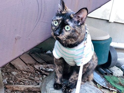 f:id:choco116choco:20210806074304j:plain