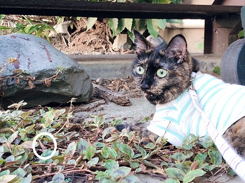 f:id:choco116choco:20210806074351j:plain